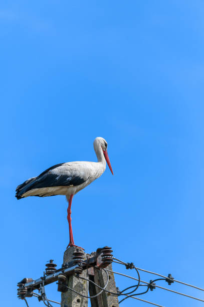 istock White stork Ciconia stands on a medium voltage pole, portrait 2159300216
