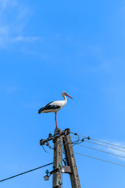 istock White stork stands on a power pole, view from below, beautiful migratory bird 2159300223