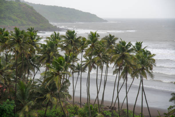 palm tree on the beach