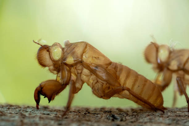 Skin shell of sing cicada on tree trunk.
