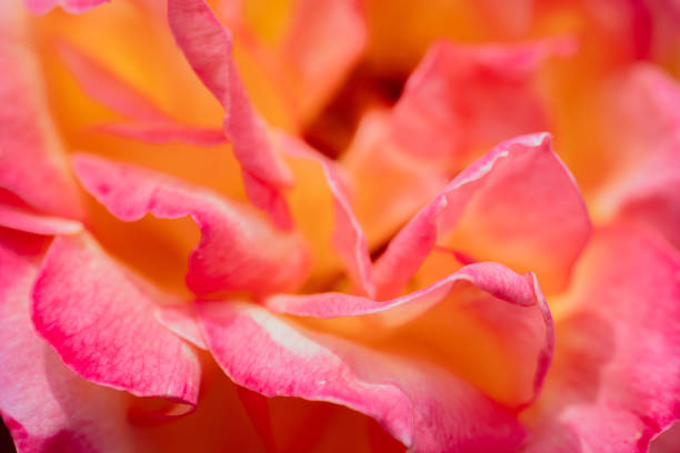 Pink colored rose flowers in bloom, May 2024