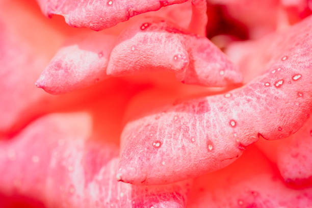 Beautiful pink rose flower macro. a beauty of the nature in an exotic view