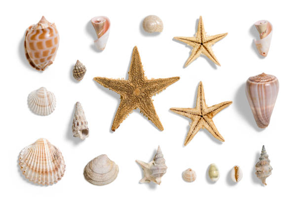 istock Collection of various seashells and starfishes, summer and vacation design elements isolated on a white background. 2159303125