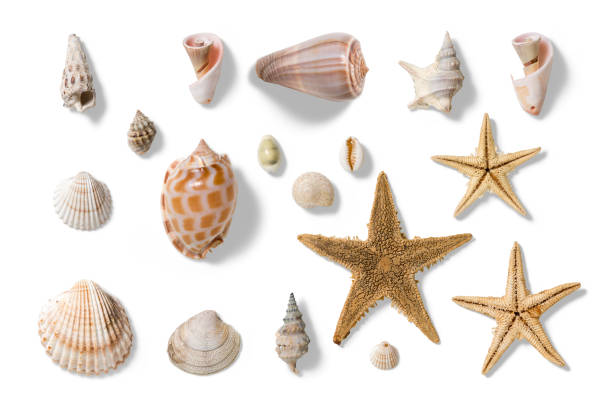 istock Collection of various seashells and starfishes, summer and vacation design elements isolated on a white background. 2159303126