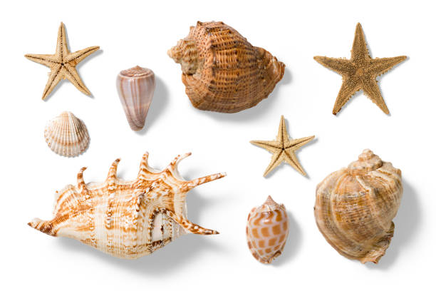 istock Collection of various seashells and starfishes, summer and vacation design elements isolated on a white background. 2159303133