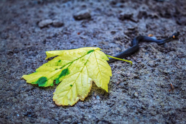 Pictures of small millipede on dried leaves during rain,concept nature of animals life.