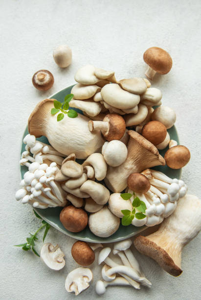 istock Assortment of various raw mushrooms on gray concrete background 2159304087