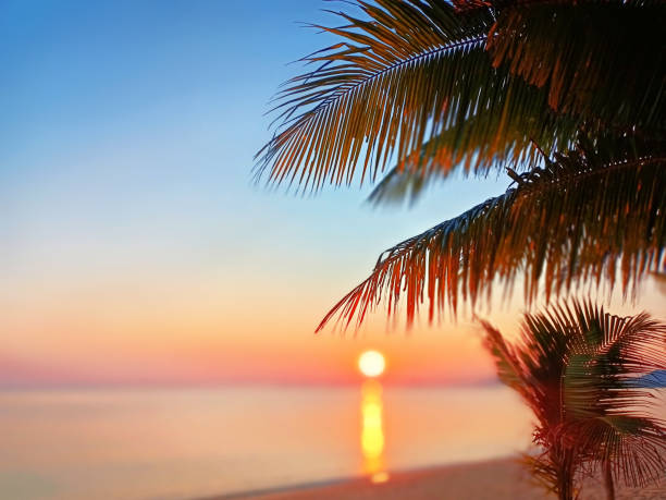 Sunrise sea beach, sunset ocean tropical island, coconut palm tree leaves, soft color blurred background, pink red sky, sun reflection on blue water, peaceful relaxed dawn landscape, summer holidays playa del mar del amanecer, isla tropical del océano del atardecer, hojas de la palmera de coco, fondo borroso de color suave, cielo rojo rosado, reflejo del sol en el agua azul, paisaje pacífico relajado del amanecer, vacaciones de verano