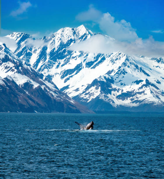 istock Humpback whale calf breaching while its mother does a pec flap with its fin, Kenai Fjords National Park, Seward, Alaska, USA 2159306063