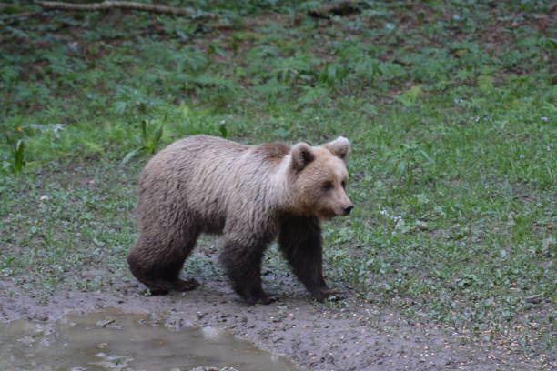 Brown Bear portrait  from pyrenees in Catalonia