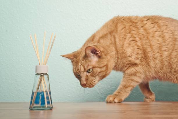 istock Cute red cat looking curious on air freshener on the table. 2159309376