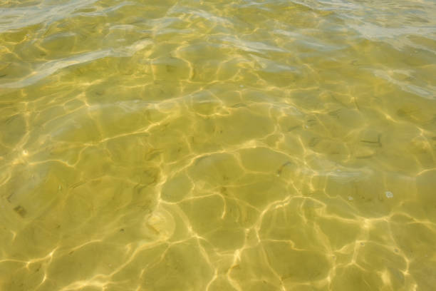 Waves and glare on the surface of the water. Shallow. Lake. Background