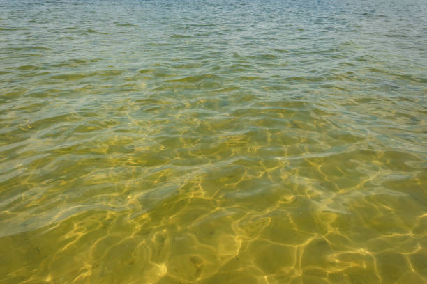 Waves and glare on the surface of the water. Shallow. Lake. Background