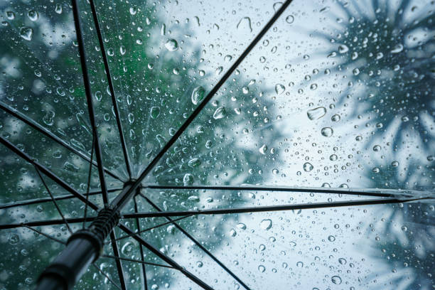 istock Raindrops fall on clear umbrellas under a dry tree branch and heavy rain thunderstorm.  soft focus 2159312111