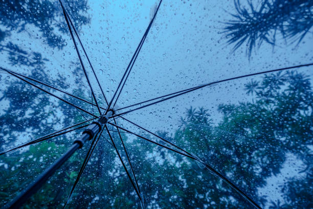 istock Raindrops fall on clear umbrellas under a dry tree branch and heavy rain thunderstorm.  soft focus 2159312132