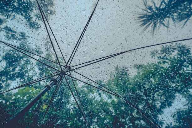 istock Raindrops fall on clear umbrellas under a dry tree branch and heavy rain thunderstorm.  soft focus 2159312133