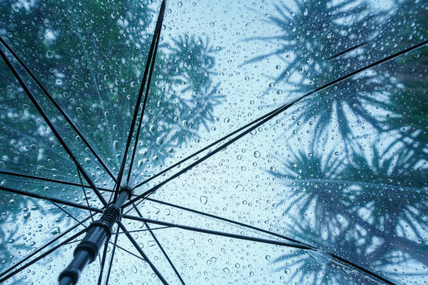 istock Raindrops fall on clear umbrellas under a dry tree branch and heavy rain thunderstorm.  soft focus 2159312223