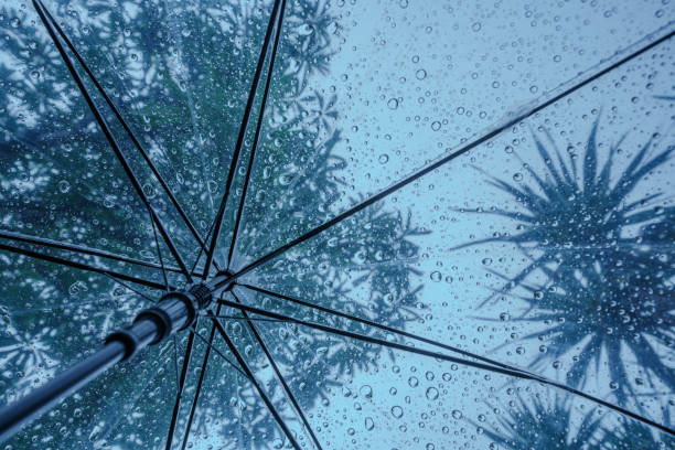 istock Raindrops fall on clear umbrellas under a dry tree branch and heavy rain thunderstorm.  soft focus 2159312394