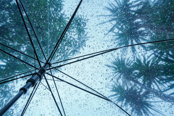 istock Raindrops fall on clear umbrellas under a dry tree branch and heavy rain thunderstorm.  soft focus 2159312639
