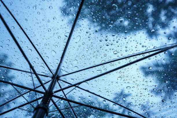 istock Raindrops fall on clear umbrellas under a dry tree branch and heavy rain thunderstorm.  soft focus 2159312645