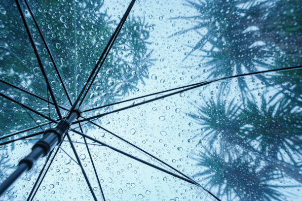 istock Raindrops fall on clear umbrellas under a dry tree branch and heavy rain thunderstorm.  soft focus 2159312646