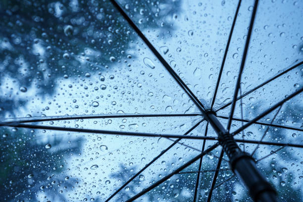 istock Raindrops fall on clear umbrellas under a dry tree branch and heavy rain thunderstorm.  soft focus 2159312647