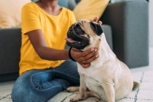 istock Girl and a dog at home. 2159312829