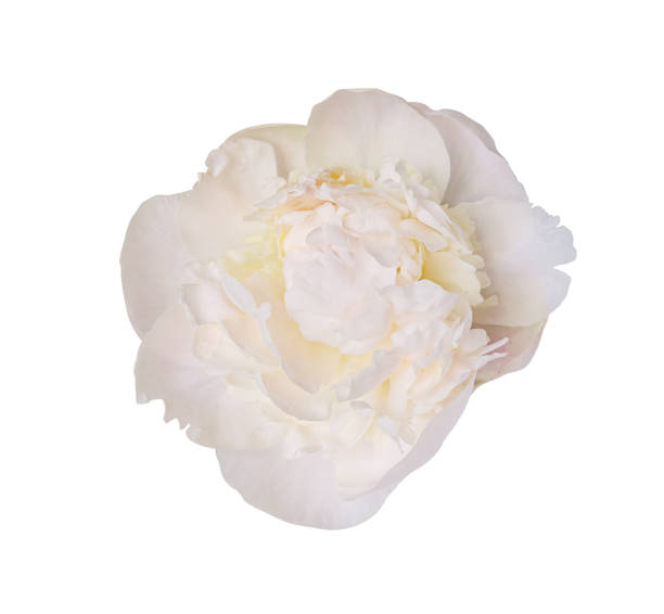istock Delicate white peony summer flower isolated on white background. Close up for design. Nature 2159314526