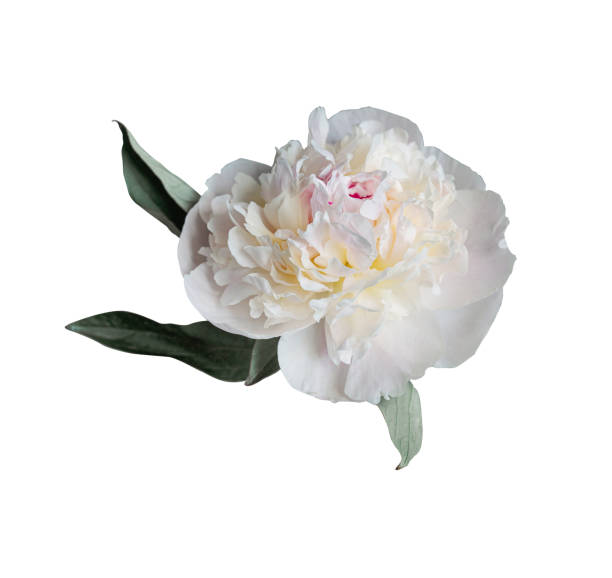 istock White peony spring flower isolated on white background. Close up for design. Nature 2159314527