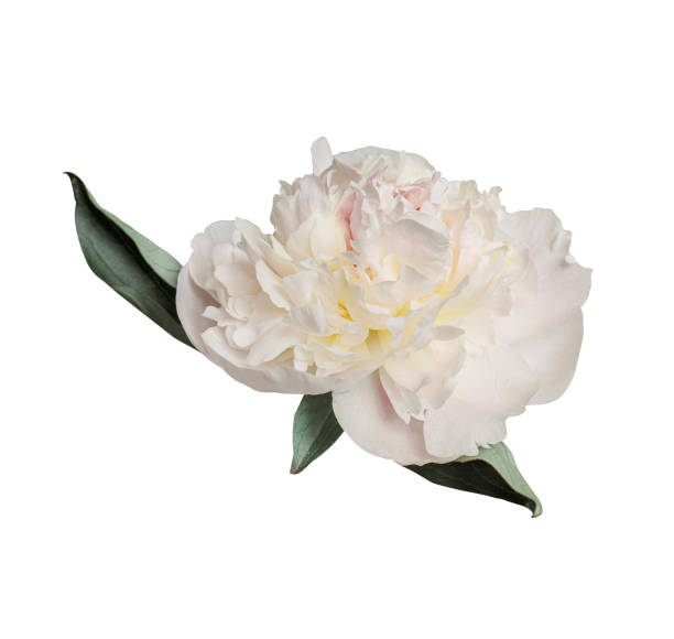 istock Delicate white peony summer flower isolated on white background. Close up for design. Nature 2159314528