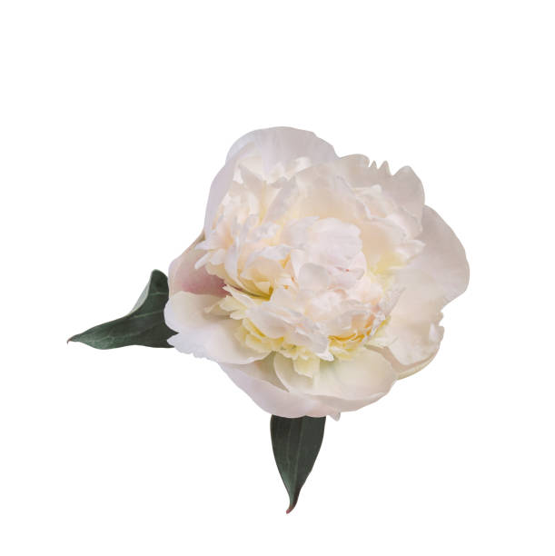 istock White peony spring flower isolated on white background. Close up for design. Nature 2159314529