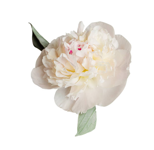 istock White peony spring flower isolated on white background. Close up for design. Nature 2159314530