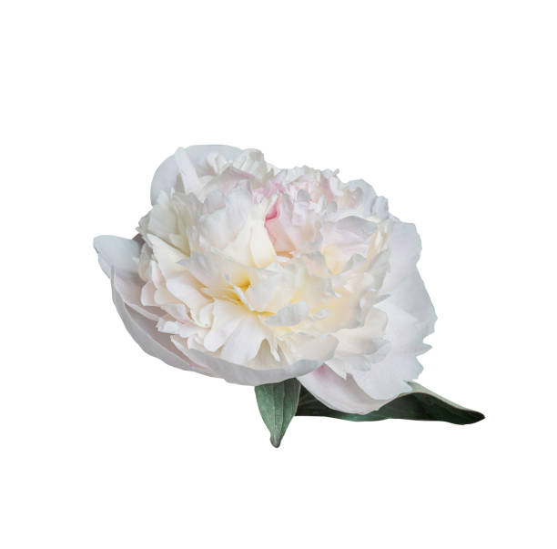 istock Delicate white peony summer flower isolated on white background. Close up for design. Nature 2159314536