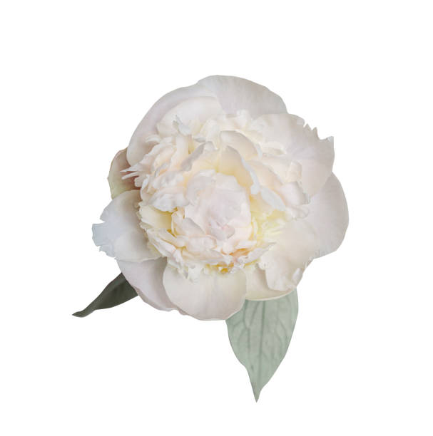 istock White peony spring flower isolated on white background. Close up for design. Nature 2159314537