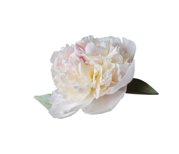 istock Delicate white peony summer flower isolated on white background. Close up for design. Nature 2159314540