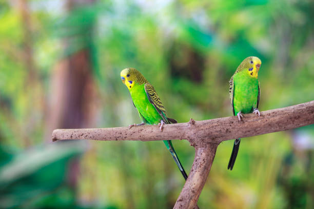 istock Green Budgerigars Australian Parakeets 2159316119