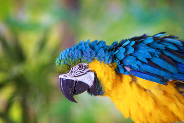 Macaw parrot sitting on tree branch and nature background.