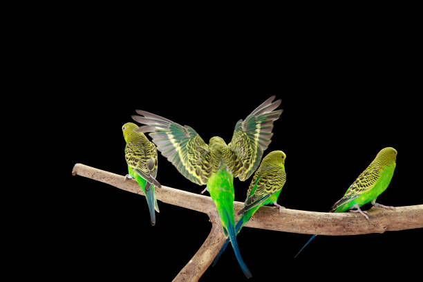 istock Green Budgerigars Australian Parakeets 2159316134