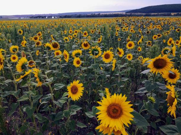 istock The sunflower field is beautiful 2159316396