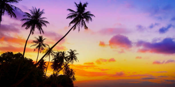 istock Banner Summer with colorful theme as palm trees background as texture frame background 2159319538