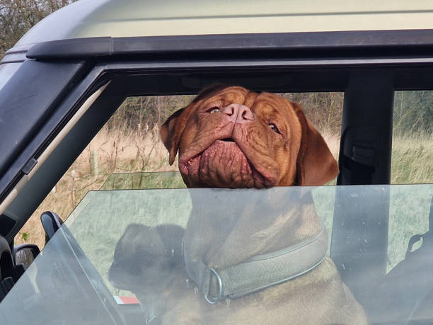 istock Mastiff and Pug in car 2159320112