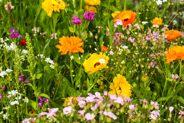 istock Wildflowers in a colorful mix; 2159320212
