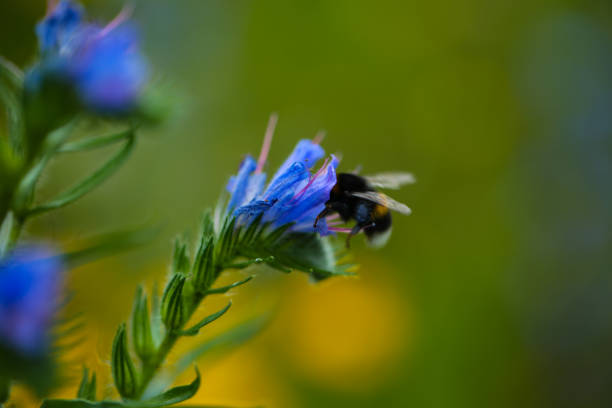 The common viper's bugloss (Echium vulgare) on a wildflower meadow