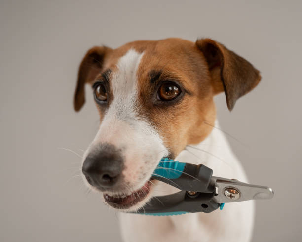 istock Jack Russell Terrier dog holds nail clippers in his teeth. 2159320671