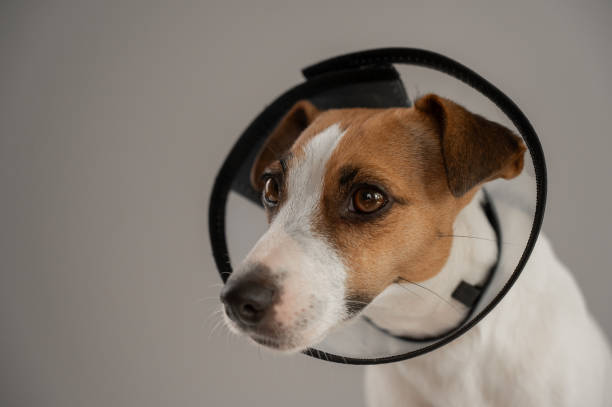 istock Jack Russell Terrier dog in a veterinary collar against scratching. 2159321523