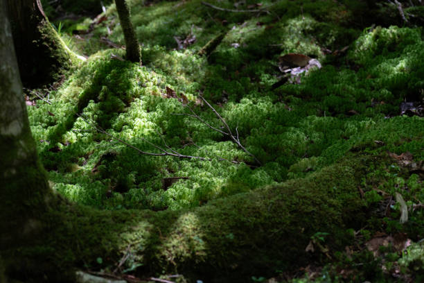 Macro photography of fluffy moss