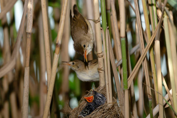 istock Reed warbler with their nest parasitized by the cuckoo 2159321930