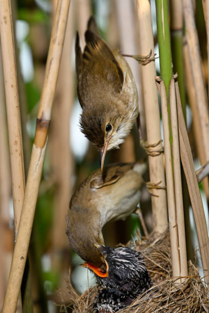 istock Reed warbler with their nest parasitized by the cuckoo 2159322073