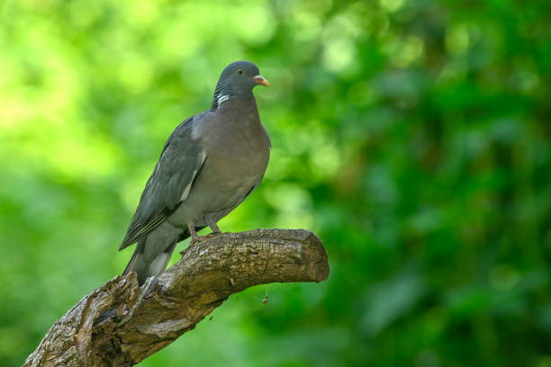 Wood pigeon in the woods