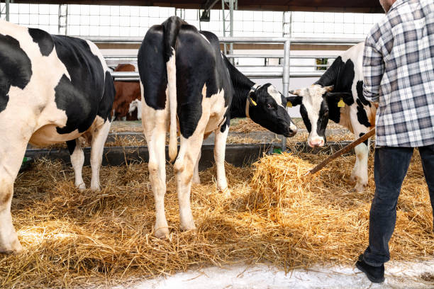 istock Farm worker working on a cattle farm, putting straw on the floor in a barn using a pitchfork 2159322221